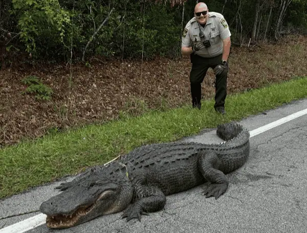 Not Florida? North Carolina Deputies Wrestle 400-Pound “Pepe The Gator” Off Road