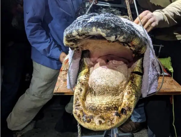 Alligator Research Uncovers Alarming Mercury Levels In Georgia, South Carolina Swamps