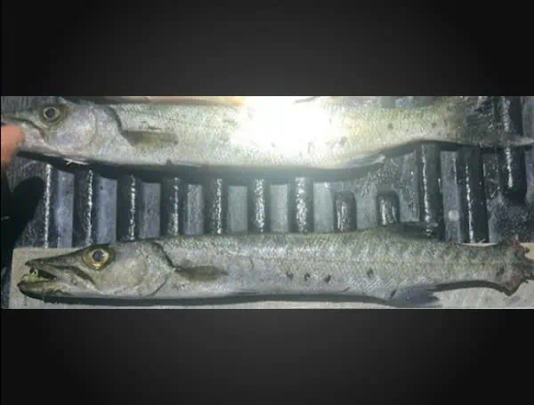Miami Man Cited For Possession Of Undersized Barracuda In The Florida Keys